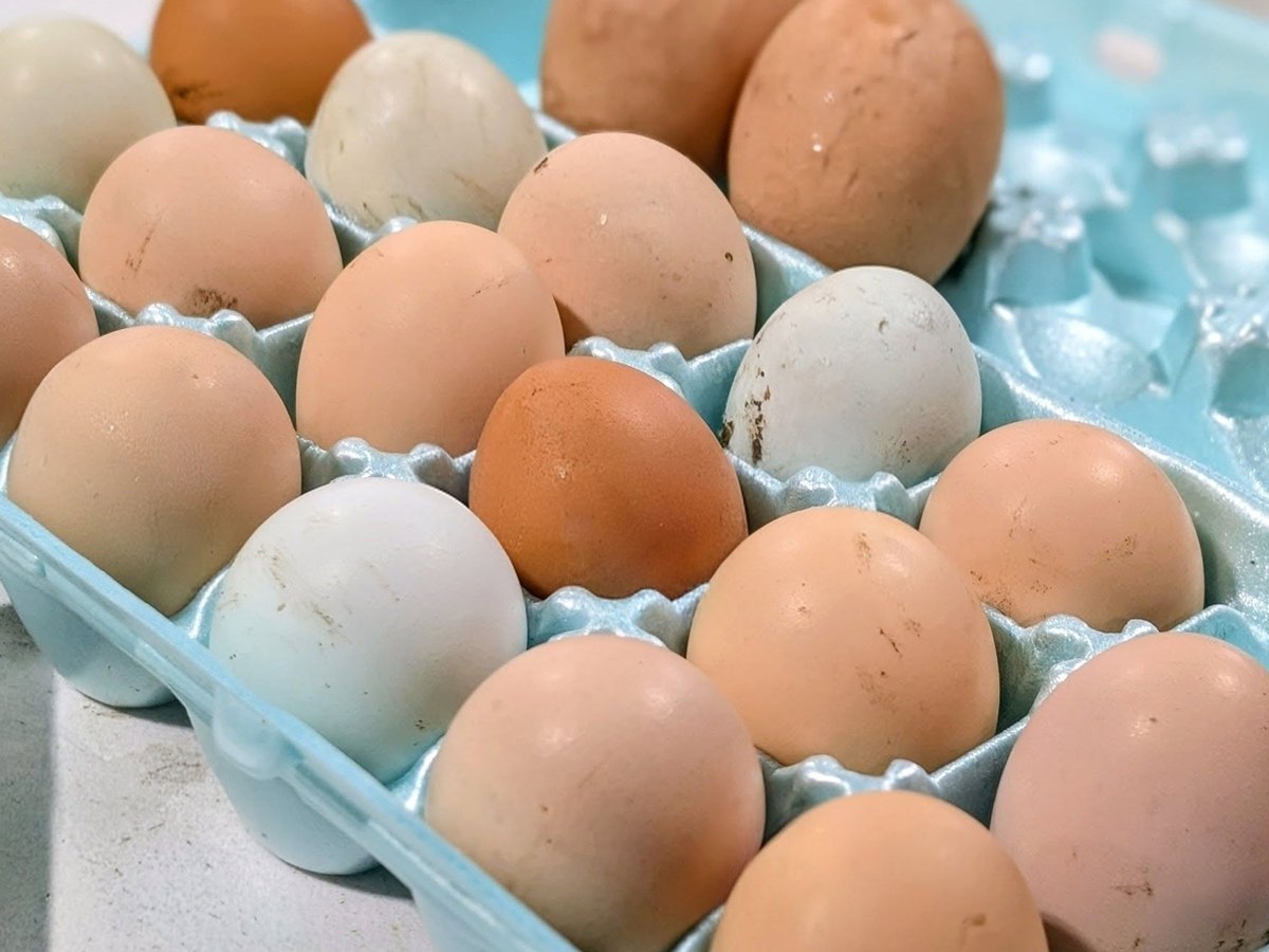 Brown, cream, and pale blue farm eggs in an open blue carton