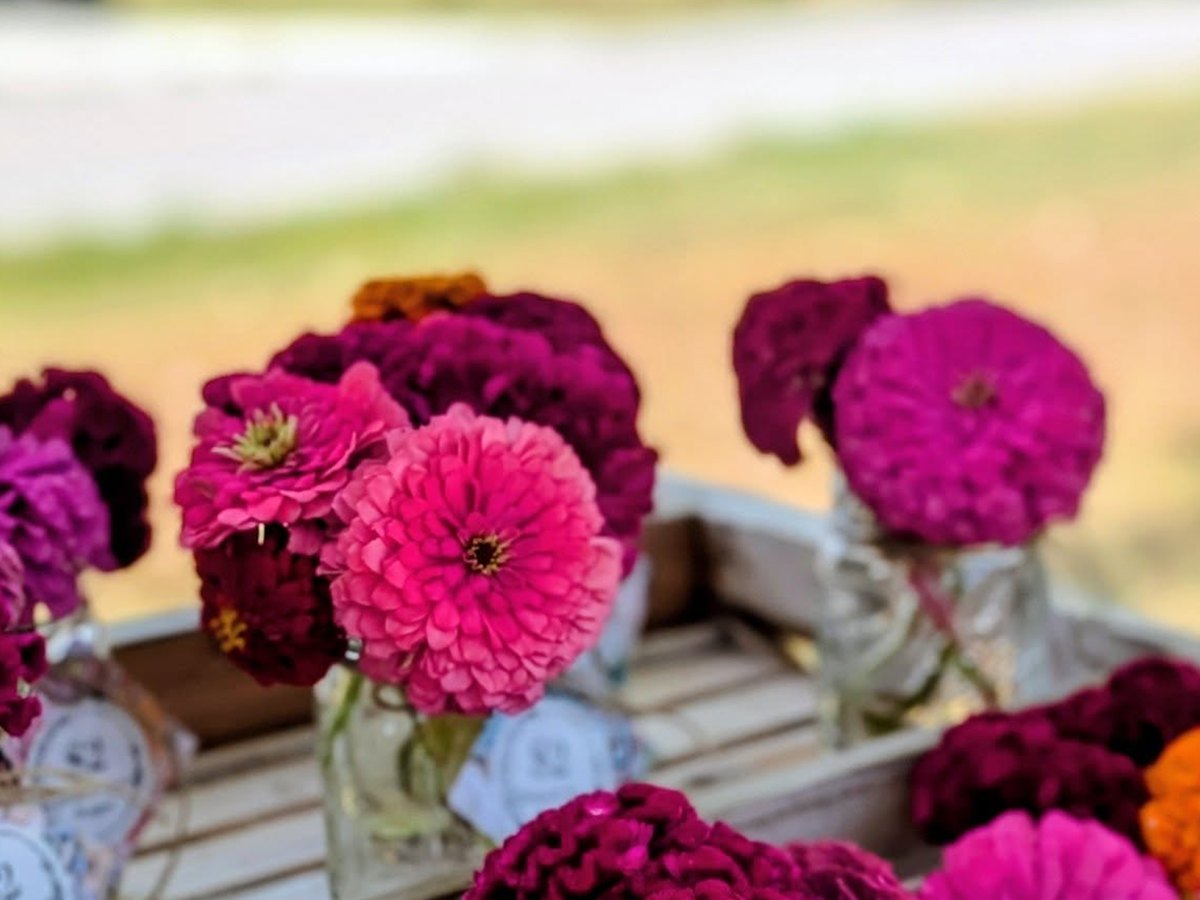 Magenta and pink cut flowers arranged in small mason jars